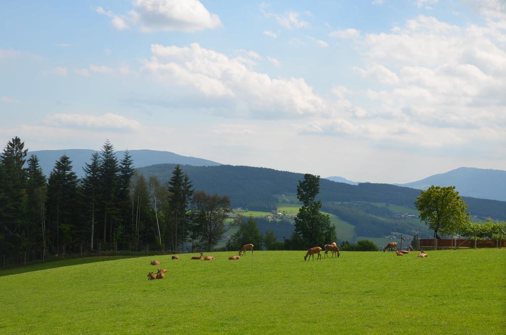 Wildwiesenhof Miesenbach  Dış mekan fotoğraf